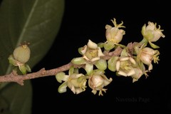 Paracroton integrifolius